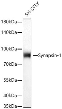 Western blot analysis of lysates from SH-SY5Y cells using Synapsin-1 Rabbit mAb at 1:5000 dilution incubated at room temperature for 1.5 hours.|Secondary antibody: HRP-conjugated Goat anti-Rabbit IgG (H+L) at 1:10000 dilution.|Lysates/proteins: 25 μg per lane.|Blocking buffer: 3% nonfat dry milk in TBST.|Detection: ECL Basic Kit.|Exposure time: 5s.