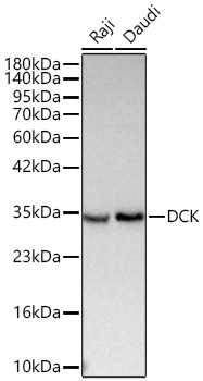 Western blot analysis of various lysates using [KD Validated] DCK Rabbit mAb (A27081) at 1:2000 dilution incubated overnight at 4℃.|Secondary antibody: HRP-conjugated Goat anti-Rabbit IgG (H+L) (AS014) at 1:10000 dilution.|Lysates/proteins: 25 μg per lane.|Blocking buffer: 3% nonfat dry milk in TBST.|Detection: ECL Basic Kit (RM00020).|Exposure time: 1s.