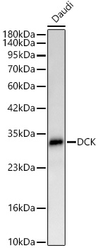 Western blot analysis of lysates from Daudi cells using [KD Validated] DCK Rabbit mAb at 1:1000 dilution.|Secondary antibody: HRP-conjugated Goat anti-Rabbit IgG (H+L) at 1:10000 dilution.|Lysates/proteins: 25 μg per lane.|Blocking buffer: 3% nonfat dry milk in TBST.|Detection: ECL Basic Kit.|Exposure time:60s.