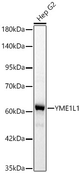 Western blot analysis of lysates from Hep G2 cells using YME1L1 Rabbit mAb (A25360) at 1:2000 dilution.|Secondary antibody: HRP-conjugated Goat anti-Rabbit IgG (H+L) (AS014) at 1:10000 dilution.|Lysates/proteins: 25 μg per lane.|Blocking buffer: 3% nonfat dry milk in TBST.|Detection: ECL Basic Kit (RM00020).|Exposure time:0.5s.
