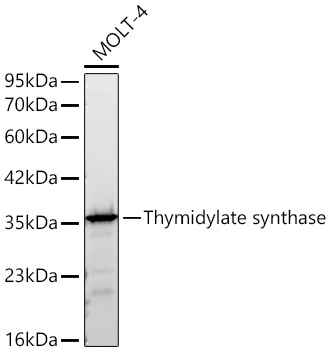 Western blot analysis of lysates from MOLT-4 cells using Thymidylate synthase Rabbit mAb (A24167) at 1:5000 dilution incubated overnight at 4℃.|Secondary antibody: HRP-conjugated Goat anti-Rabbit IgG (H+L) (AS014) at 1:10000 dilution.|Lysates/proteins: 25 μg per lane.|Blocking buffer: 3% nonfat dry milk in TBST.|Detection: ECL Basic Kit (RM00020).|Exposure time: 15s.