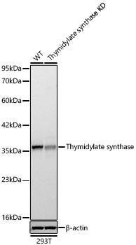 Western blot analysis of lysates from wild type (WT) and Thymidylate synthase knockdown (KD) 293T cells using [KD Validated] Thymidylate synthase Rabbit mAb (A24168) at 1:5000 dilution. |Secondary antibody: HRP-conjugated Goat anti-Rabbit IgG (H+L) (AS014)  at 1:10000 dilution.|Lysates/proteins: 25 μg per lane.|Blocking buffer: 3% nonfat dry milk in TBST.|Detection: ECL Basic Kit (RM00020).|Exposure time: 10s.