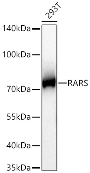 Western blot analysis of lysates from 293T cells using RARS Rabbit mAb at 1:1000 dilution incubated overnight at 4℃.|Secondary antibody: HRP-conjugated Goat anti-Rabbit IgG (H+L) at 1:10000 dilution.|Lysates/proteins: 25 μg per lane.|Blocking buffer: 3% nonfat dry milk in TBST.|Detection: ECL Basic Kit.|Exposure time: 1s.