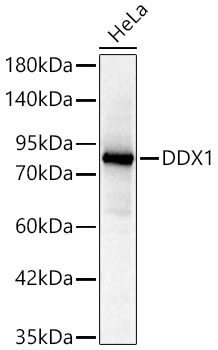 Western blot analysis of lysates from HeLa cells using DDX1 Rabbit mAb at 1:10000 dilution incubated overnight at 4℃.|Secondary antibody: HRP-conjugated Goat anti-Rabbit IgG (H+L) at 1:10000 dilution.|Lysates/proteins: 25 μg per lane.|Blocking buffer: 3% nonfat dry milk in TBST.|Detection: ECL Basic Kit.|Exposure time: 0.8s.