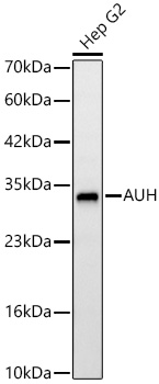 Western blot analysis of lysates from Hep G2 cells using AUH Rabbit mAb at 1:3000 dilution.|Secondary antibody: HRP-conjugated Goat anti-Rabbit IgG (H+L) at 1:10000 dilution.|Lysates/proteins: 25 μg per lane.|Blocking buffer: 3% nonfat dry milk in TBST.|Detection: ECL Basic Kit.|Exposure time:45s.