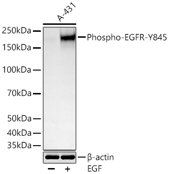 Western blot analysis of lysates from A-431 cells using Phospho-EGFR-Y845 Rabbit mAb at 1:1000 dilution incubated overnight at 4℃. A-431 cells were treated with EGF (200 ng/ml) at 37℃ for 30 minutes after serum-starvation overnight.|Secondary antibody: HRP-conjugated Goat anti-Rabbit IgG (H+L) at 1:10000 dilution.|Lysates/proteins: 30 μg per lane.| Blocking buffer: 3 % nonfat dry milk in TBST.| Detection: ECL Basic Kit.| Exposure time: 20s.