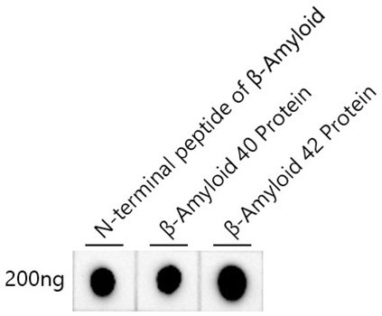 Dot-blot analysis of N-terminal peptide of β-Amyloid,β-Amyloid 40 proteins,β-Amyloid 42 proteins using β-Amyloid Rabbit mAb (A26342) at 1:1000 dilution.