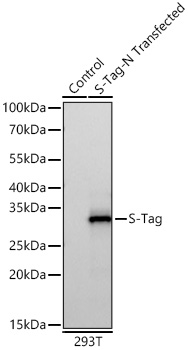 Western blot analysis of lysates from wild type (WT) and 293F cells transfected with S-Tag using S-Tag Rabbit mAb at 1:10000 dilution incubated overnight at 4℃.|Secondary antibody: HRP-conjugated Goat anti-Rabbit IgG (H+L) at 1:10000 dilution.|Lysates/proteins: 20 μg per lane.|Blocking buffer: 3% nonfat dry milk in TBST.|Detection: ECL Basic Kit|.Exposure time: 60s.
