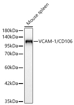 Western blot analysis of lysates from Mouse spleen using VCAM-1/CD106 Rabbit mAb (A25822) at 1:1000 dilution incubated overnight at 4℃.|Secondary antibody: HRP-conjugated Goat anti-Rabbit IgG (H+L) (AS014) at 1:10000 dilution.|Lysates/proteins: 25 μg per lane.|Blocking buffer: 3% nonfat dry milk in TBST.|Detection: ECL Basic Kit (RM00020).|Exposure time: 60 s.