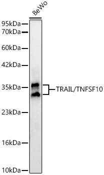 Western blot analysis of lysates from BeWo cells using TRAIL/TNFSF10 Rabbit mAb at 1:9000 dilution.|Secondary antibody: HRP-conjugated Goat anti-Rabbit IgG (H+L) at 1:10000 dilution.|Lysates/proteins: 25 μg per lane.|Blocking buffer: 3% nonfat dry milk in TBST.|Detection: ECL Basic Kit.|Exposure time: 30s.