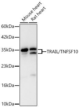 Western blot analysis of various lysates using TRAIL/TNFSF10 Rabbit mAb (A25394) at 1:5000 dilution.| Secondary antibody: HRP-conjugated Goat anti-Rabbit IgG (H+L) (AS014) at 1:10000 dilution.| Lysates /proteins: 25 μg per lane.| Blocking buffer: 3% nonfat dry milk in TBST.| Detection: ECL Basic Kit (RM00020).| Exposure time: 90s.