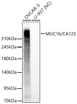 Western blot analysis of various lysates using MUC16/CA125 Rabbit mAb at 1:2000 dilution.|Secondary antibody: HRP-conjugated Goat anti-Rabbit IgG (H+L) at 1:10000 dilution.|Lysates/proteins: 25 μg per lane.|Blocking buffer: 3% nonfat dry milk in TBST.|Detection: ECL Basic Kit.|Negative control (NC): U-937.|Exposure time: 20s.