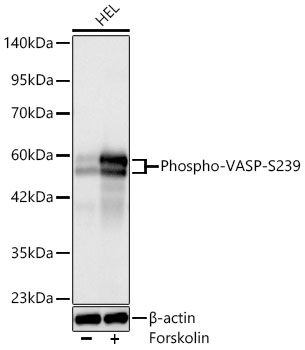 Western blot analysis of lysates from HEL cells using Phospho-VASP-S239 Rabbit mAb at 1:3000 dilution. HEL cells were treated with Forskolin (20 uM) at 37℃ for 30 minutes after serum-starvation overnight.|Secondary antibody: HRP-conjugated Goat anti-Rabbit IgG (H+L) at 1:10000 dilution.|Lysates/proteins: 30 μg per lane.|Blocking buffer: 3% nonfat dry milk in TBST.|Detection: ECL Basic Kit.|Exposure time: 10s.