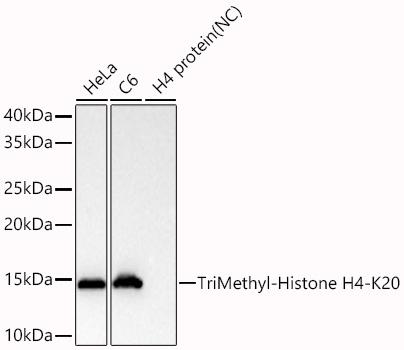 Western blot analysis of various lysates using TriMethyl-Histone H4-K20 Rabbit mAb (A27268) at 1:16000 dilution incubated overnight at 4℃.|Secondary antibody: HRP-conjugated Goat anti-Rabbit IgG (H+L) (AS014) at 1:10000 dilution.|Lysates/proteins: 25 μg per lane.|Blocking buffer: 3% nonfat dry milk in TBST.|Detection: ECL Basic Kit (RM00020).|Negative control (NC): H4 protein|Exposure time: 1s.