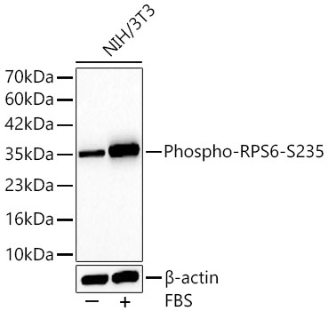 Western blot analysis of lysates from NIH/3T3 cells using Phospho-RPS6-S235 Rabbit mAb at 1:3000 dilution. NIH/3T3 cells were treated with 20% FBS at 37℃ for 30 minutes after serum-starvation overnight.|Secondary antibody: HRP-conjugated Goat anti-Rabbit IgG (H+L) at 1:10000 dilution.|Lysates/proteins: 25 μg per lane.|Blocking buffer: 3% nonfat dry milk in TBST.|Detection: ECL Basic Kit.|Exposure time: 30s.