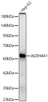 Western blot analysis of lysates from Hep G2 cells using ALDH4A1 Rabbit mAb at 1:5000 dilution.|Secondary antibody: HRP-conjugated Goat anti-Rabbit IgG (H+L) at 1:10000 dilution.|Lysates/proteins: 25 μg per lane.|Blocking buffer: 3% nonfat dry milk in TBST.|Detection: ECL Basic Kit.|Exposure time: 10s.