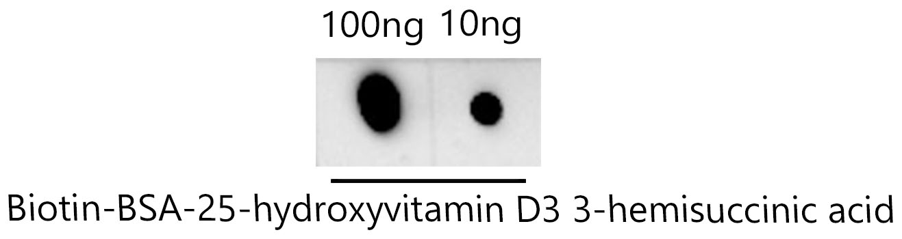 Dot-blot analysis of Biotin-BSA-25-hydroxyvitamin D3 3-hemisuccinic acid using Vitamin D (25-OH-VD) Rabbit mAb (A25579) at 1:1000 dilution.