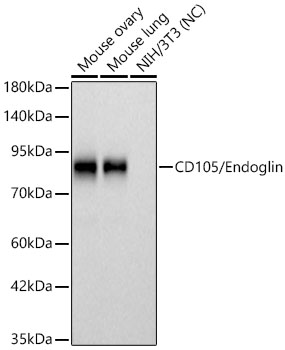Western blot analysis of various lysates using CD105/Endoglin Rabbit mAb at 1:2000 dilution.|Secondary antibody: HRP-conjugated Goat anti-Rabbit IgG (H+L) at 1:10000 dilution.|Lysates/proteins: 25 μg per lane.|Blocking buffer: 3% nonfat dry milk in TBST.|Detection: ECL Basic Kit.|Negative control (NC): NIH/3T3.|Exposure time: 30s.
