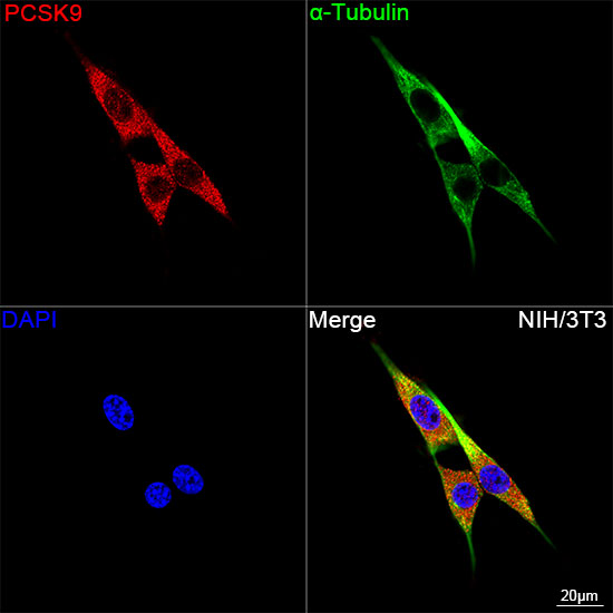 Confocal imaging of NIH/3T3 cells using PCSK9 Rabbit mAb followed by a further incubation with Cy3 Goat Anti-Rabbit IgG (H+L) (Red). The cells were counterstained with α-Tubulin Mouse mAb followed by incubation with PSFlo 488-conjugated Goat Anti-Mouse IgG (H+L) Ab (Green). DAPI was used for nuclear staining (Blue). Objective: 100x.
