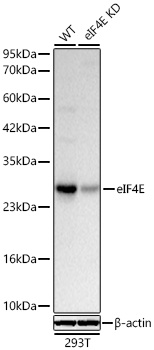 Western blot analysis of lysates from wild type (WT) and eIF4E knockdown (KD) 293T cells using [KD Validated] eIF4E Rabbit mAb (A25608) at 1:3000 dilution. |Secondary antibody: HRP-conjugated Goat anti-Rabbit IgG (H+L) (AS014) at 1:10000 dilution.|Lysates/proteins: 25 μg per lane.|Blocking buffer: 3% nonfat dry milk in TBST.|Detection: ECL Basic Kit (RM00020).|Exposure time: 1s.
