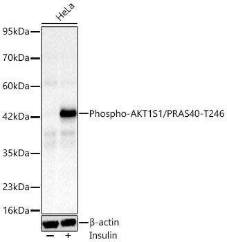 Western blot analysis of lysates from HeLa cells using Phospho-AKT1S1/PRAS40-T246 Rabbit mAb at 1:8000 dilution incubated overnight at 4℃. HeLa cells were treated with Insulin (50 nM) at 37℃ for 5 minutes after serum-starvation overnight. | Secondary antibody: HRP-conjugated Goat anti-Rabbit IgG (H+L) at 1:10000 dilution.|Lysates/proteins: 30 μg per lane.| Blocking buffer: 3% nonfat dry milk in TBST.| Detection: ECL Basic Kit.| Exposure time: 60 s.