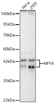 Western blot analysis of various lysates using NFYA Rabbit mAb at 1:1000 dilution.| Secondary antibody: HRP-conjugated Goat anti-Rabbit IgG (H+L) at 1:10000 dilution.| Lysates/proteins: 25 μg per lane.| Blocking buffer: 3% nonfat dry milk in TBST.| Detection: ECL Basic Kit.| Exposure time: 10s.