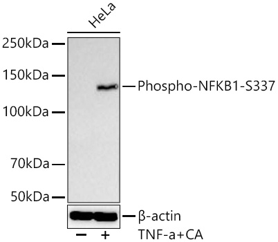 Western blot analysis of lysates from HeLa cells using Phospho-NFKB1-S337 Rabbit mAb at 1:3000 dilution incubated overnight at 4℃. HeLa cells were treated with TNF-α (20 ng/ml) and Calyculin A (100 nM) at 37℃ for 30 minutes after serum-starvation overnight. | Secondary antibody: HRP-conjugated Goat anti-Rabbit IgG (H+L) at 1:10000 dilution.|Lysates/proteins: 30 μg per lane.| Blocking buffer: 3 % nonfat dry milk in TBST.| Detection: ECL Basic Kit.| Exposure time: 1s.