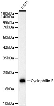Western blot analysis of lysates from HAP1 cells using [KD Validated] Cyclophilin F Rabbit mAb (A25355) at 1:3000 dilution.|Secondary antibody: HRP-conjugated Goat anti-Rabbit IgG (H+L) (AS014) at 1:10000 dilution.|Lysates/proteins: 25 μg per lane.|Blocking buffer: 3% nonfat dry milk in TBST.|Detection: ECL Basic Kit (RM00020).|Exposure time: 1s.