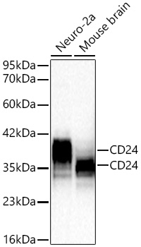 Western blot analysis of various lysates using CD24 Rabbit mAb at 1:1000 dilution incubated overnight at 4℃.|Secondary antibody: HRP-conjugated Goat anti-Rabbit IgG (H+L) at 1:10000 dilution.|Lysates/proteins: 25 μg per lane.|Blocking buffer: 3% nonfat dry milk in TBST.|Detection: ECL Basic Kit.|Exposure time: 20 s.