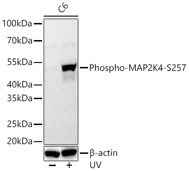 Western blot analysis of lysates from C6 cells using Phospho-MAP2K4-S257 Rabbit mAb at 1:2600 dilution incubated overnight at 4℃. C6 cells were treated by UV (90mJ/cm2) at room temperature and recovered for 2 hours. | Secondary antibody: HRP-conjugated Goat anti-Rabbit IgG (H+L) at 1:10000 dilution.|Lysates/proteins: 30 μg per lane.| Blocking buffer: 3 % nonfat dry milk in TBST.| Detection: ECL Basic Kit.| Exposure time: 60s.