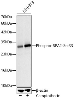 Western blot analysis of lysates from NIH/3T3 cells using Phospho-RPA2-Ser33 Rabbit mAb at 1:1000 dilution. NIH/3T3 cells were treated with Camptothecin (1 μM) at 37℃ for 1 hour.|Secondary antibody: HRP-conjugated Goat anti-Rabbit IgG (H+L) at 1:10000 dilution.|Lysates/proteins: 30 μg per lane.|Blocking buffer: 3% nonfat dry milk in TBST.|Detection: ECL Basic Kit.|Exposure time: 10s.