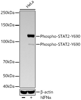 Western blot analysis of lysates from HeLa cells using Phospho-STAT2-Y690 Rabbit mAb at 1:1000 dilution incubated overnight at 4℃. HeLa cells were treated with hIFNα (10 ng/ml) at 37℃ for 30 minutes after serum-starvation overnight. | Secondary antibody: HRP-conjugated Goat anti-Rabbit IgG (H+L) at 1:10000 dilution.|Lysates/proteins: 30 μg per lane.| Blocking buffer: 3 % nonfat dry milk in TBST.| Detection: ECL Basic Kit.| Exposure time: 180s.