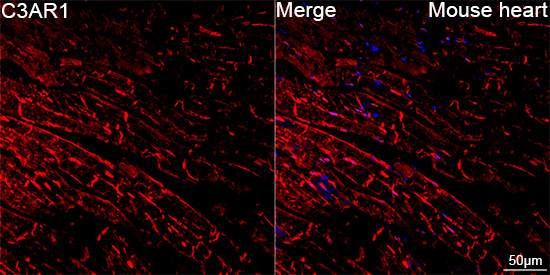 Confocal imaging of paraffin-embedded Mouse heart tissue using C3AR1 Rabbit mAb followed by a further incubation with Cy3 Goat Anti-Rabbit IgG (H+L) (Red). DAPI was used for nuclear staining (Blue). High pressure antigen retrieval performed with 0.01M Citrate Buffer (pH 6.0) prior to IF staining. Objective: 40x.