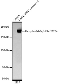 Western blot analysis of lysates from wild type (WT) and 293T cells transfected with ErbB4/HER4 using Phospho-ErbB4/HER4-Y1284 Rabbit mAb at 1:1000 dilution incubated overnight at 4℃.|Secondary antibody: HRP-conjugated Goat anti-Rabbit IgG (H+L) at 1:10000 dilution.|Lysates/proteins: 20 μg per lane.|Blocking buffer: 3% nonfat dry milk in TBST.|Detection: ECL Basic Kit|.Exposure time: 90s.