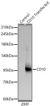 Western blot analysis of lysates from wild type (WT) and 293F cells transfected with CD10 using CD10 Rabbit mAb at 1:3000 dilution incubated overnight at 4°C.|Secondary antibody: HRP-conjugated Goat anti-Rabbit IgG (H+L) at 1:10000 dilution. |Lysates/proteins: 30 μg per lane.|Blocking buffer: 3% nonfat dry milk in TBST.|Detection: ECL Basic Kit|Exposure time: 60 s.