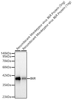 Western blot analysis of recombinant Monkeypox virus B6R Protein using B6R Rabbit mAb at 1:2000 dilution incubated overnight at 4℃.|Secondary antibody: HRP-conjugated Goat anti-Rabbit IgG (H+L) at 1:10000 dilution. |Lysates/proteins: 1-5ng per lane.|Blocking buffer: 3% nonfat dry milk in TBST.|Detection: ECL Basic Kit|Exposure time: 5 s.