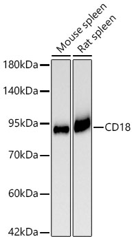 Western blot analysis of various lysates using CD18 Rabbit mAb at 1:1500 dilution incubated overnight at 4℃.|Secondary antibody: HRP-conjugated Goat anti-Rabbit IgG (H+L) at 1:10000 dilution.|Lysates/proteins: 25 μg per lane.|Blocking buffer: 3% nonfat dry milk in TBST.|Detection: ECL Basic Kit.|Exposure time: 90s.