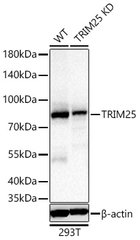 Western blot analysis of lysates from wild type (WT) and TRIM25 knockdown (KD) 293T cells using [KD Validated] TRIM25 Rabbit mAb (A25846) at 1:4700 dilution incubated overnight at 4℃.|Secondary antibody: HRP-conjugated Goat anti-Rabbit IgG (H+L) (AS014) at 1:10000 dilution.|Lysates/proteins: 25 μg per lane.|Blocking buffer: 3% nonfat dry milk in TBST.|Detection: ECL Basic Kit (RM00020).|Exposure time: 2s.