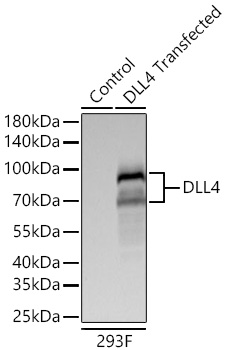 Western blot analysis of lysates from wild type (WT) and 293F cells transfected with DLL4 using DLL4 Rabbit mAb at 1:1000 dilution incubated at room temperature for 1.5 hours.|Secondary antibody: HRP-conjugated Goat anti-Rabbit IgG (H+L) at 1:10000 dilution.|Lysates/proteins: 25 μg per lane.|Blocking buffer: 3% nonfat dry milk in TBST.|Detection: ECL Basic Kit|.Exposure time: 45 s.