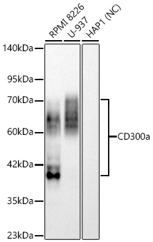 Western blot analysis of various lysates using CD300a Rabbit mAbat 1:1000 dilution incubated overnight at 4℃.|Secondary antibody: HRP-conjugated Goat anti-Rabbit IgG (H+L) at 1:10000 dilution. |Lysates/proteins: 25 μg per lane.|Blocking buffer: 3% nonfat dry milk in TBST.|Detection: ECL Basic Kit|Negative control (NC): HAP1|Exposure time: 90 s.