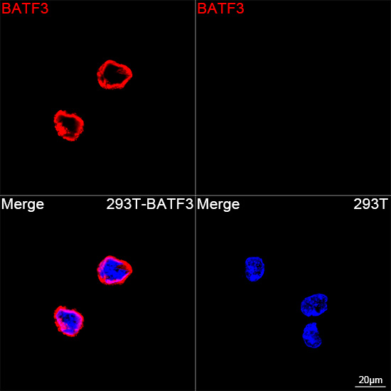 Confocal imaging of 293T cells transfected with BATF3 using BATF3 Rabbit mAb followed by a further incubation with Cy3 Goat Anti-Rabbit IgG (H+L) (Red). DAPI was used for nuclear staining (Blue). Objective: 100x.