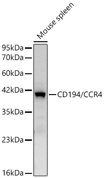 Western blot analysis of lysates from Mouse spleen using CD194/CCR4 Rabbit mAb at 1:1000 dilution incubated overnight at 4℃.|Secondary antibody: HRP-conjugated Goat anti-Rabbit IgG (H+L) at 1:10000 dilution.|Lysates/proteins: 25 μg per lane.|Blocking buffer: 3% nonfat dry milk in TBST.|Detection: ECL Basic Kit.|Exposure time: 45s.