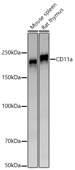 Western blot analysis of various lysates using CD11a Rabbit mAb at 1:1000 dilution incubated overnight at 4℃.|Secondary antibody: HRP-conjugated Goat anti-Rabbit IgG (H+L) at 1:10000 dilution.|Lysates/proteins: 25 μg per lane.|Blocking buffer: 3% nonfat dry milk in TBST.|Detection: ECL Basic Kit.|Exposure time: 90s.