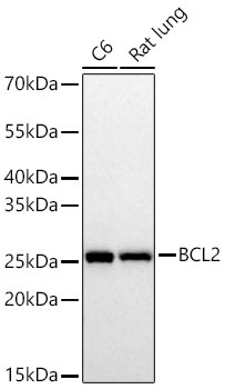 Western blot analysis of various lysates using BCL2 Rabbit mAb at 1:1000 dilution incubated overnight at 4℃.|Secondary antibody: HRP-conjugated Goat anti-Rabbit IgG (H+L) at 1:10000 dilution.|Lysates/proteins: 25 μg per lane.|Blocking buffer: 3% nonfat dry milk in TBST.|Detection: ECL Basic Kit.|Exposure time: 30s.