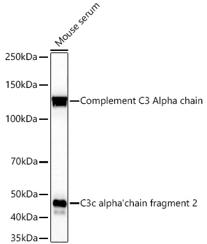 Western blot analysis of lysates from Mouse serum using C3 Rabbit mAb at 1:1000 dilution incubated overnight at 4℃.|Secondary antibody: HRP-conjugated Goat anti-Rabbit IgG (H+L) at 1:10000 dilution.|Lysates/proteins: 25 μg per lane.|Blocking buffer: 3% nonfat dry milk in TBST.|Detection: ECL Basic Kit.|Exposure time: 10s.