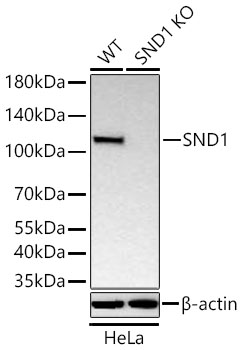 Western blot analysis of lysates from wild type (WT) and SND1 knockout (KO) HeLa cells using [KO Validated] SND1 Rabbit mAb (A25813) at 1:18000 dilution incubated overnight at 4℃.|Secondary antibody: HRP-conjugated Goat anti-Rabbit IgG (H+L) (AS014) at 1:10000 dilution.|Lysates/proteins: 25 μg per lane.|Blocking buffer: 3% nonfat dry milk in TBST.|Detection: ECL Basic Kit (RM00020).|Exposure time: 20s.