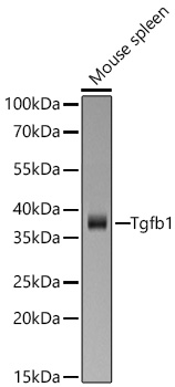 Western blot analysis of lysates from Mouse spleen using Tgfb1 Rabbit mAb (A27207) at 1:1000 dilution incubated overnight at 4℃.|Secondary antibody: HRP-conjugated Goat anti-Rabbit IgG (H+L) (AS014) at 1:10000 dilution.|Lysates/proteins: 25 μg per lane.|Blocking buffer: 3% nonfat dry milk in TBST.|Detection: ECL Basic Kit (RM00020).|Exposure time: 45s.