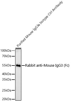 Western blot analysis of lysates from Purified Mouse IgG3κ Isotype Ctrl Antibody using Rabbit anti-Mouse IgG3 (Fc) mAb at 1:1000 dilution incubated overnight at 4℃.|Secondary antibody:  HRP-conjugated Goat anti-Rabbit IgG (H+L) at 1:10000 dilution.|Lysates/proteins: 10 ng per lane.|Blocking buffer: 3% nonfat dry milk in TBST.|Detection: ECL Basic Kit.|Exposure time: 90 s.