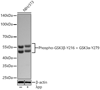 Western blot analysis of lysates from NIH/3T3 cells using Phospho-GSK3β-Y216 + GSK3α-Y279 Rabbit mAb at 1:1000 dilution incubated overnight at 4℃. NIH/3T3 cells were treated by λ-PP mixed solution (1μL) at 30℃ for 30 minutes. | Secondary antibody: HRP-conjugated Goat anti-Rabbit IgG (H+L) at 1:10000 dilution.|Lysates/proteins: 30 μg per lane.| Blocking buffer: 3 % nonfat dry milk in TBST.| Detection: ECL Basic Kit.| Exposure time: 20s.