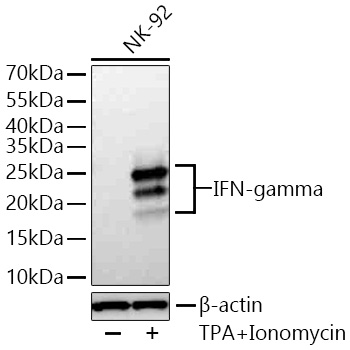 Western blot analysis of lysates from NK-92 cells using IFN-gamma Rabbit mAb at 1:5000 dilution incubated overnight at 4℃. NK-92 cells were treated by TPA (80 nM) and Ionomycin (3 μM) at 37℃ for 4 hours after serum-starvation overnight.|Secondary antibody: HRP-conjugated Goat anti-Rabbit IgG (H+L) at 1:10000 dilution.|Lysates/proteins: 30 μg per lane.| Blocking buffer: 3% nonfat dry milk in TBST.| Detection: ECL Basic Kit.| Exposure time: 45s.